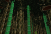 Bamboo