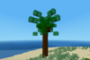 Coconut Trees